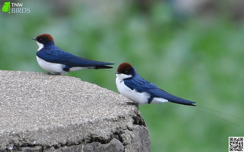 Wire-tailed Swallow